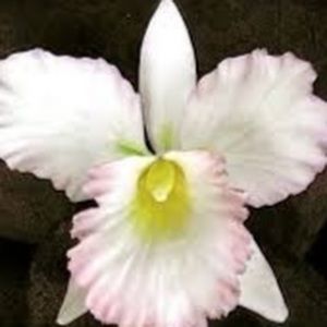 Meet your Posher, Ayanna